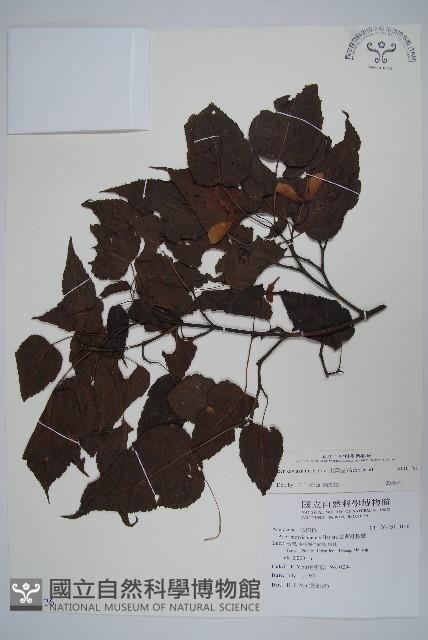 尖葉槭藏品圖，第1張