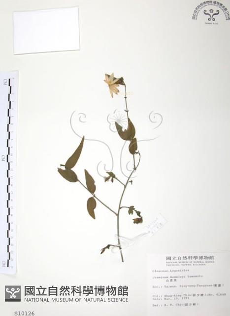 山素英藏品圖，第1張