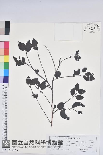 黑面神藏品圖，第1張