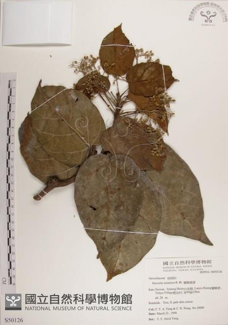 蘭嶼蘋婆藏品圖，第1張