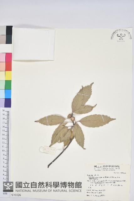 青剛櫟、鐵椆藏品圖，第1張