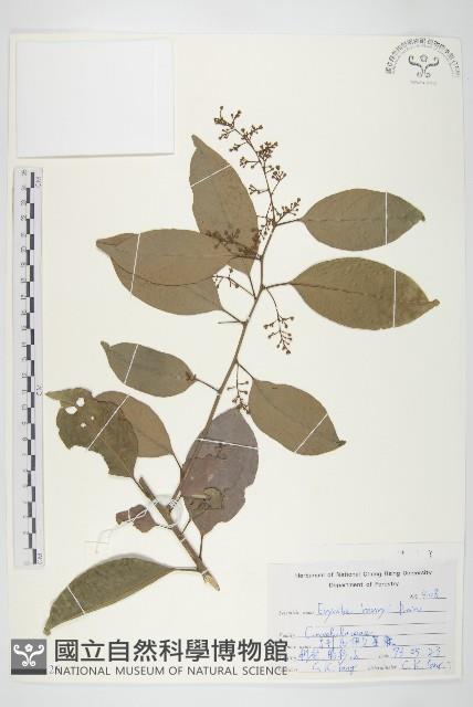 亨利氏伊立基藤藏品圖，第1張