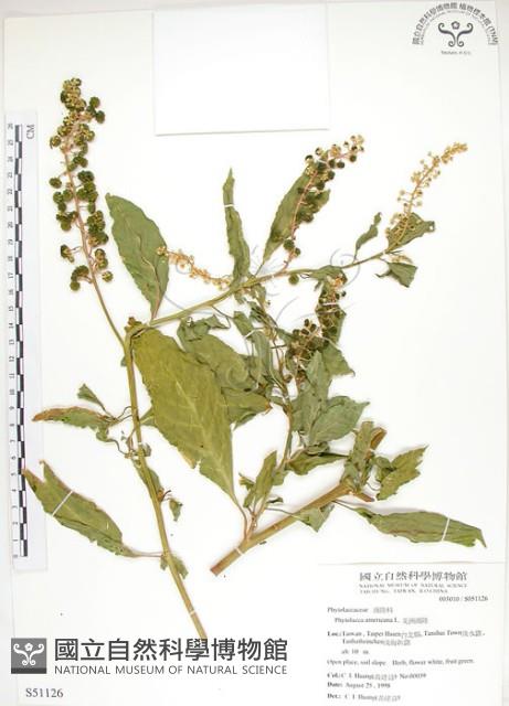 美洲商陸藏品圖，第1張