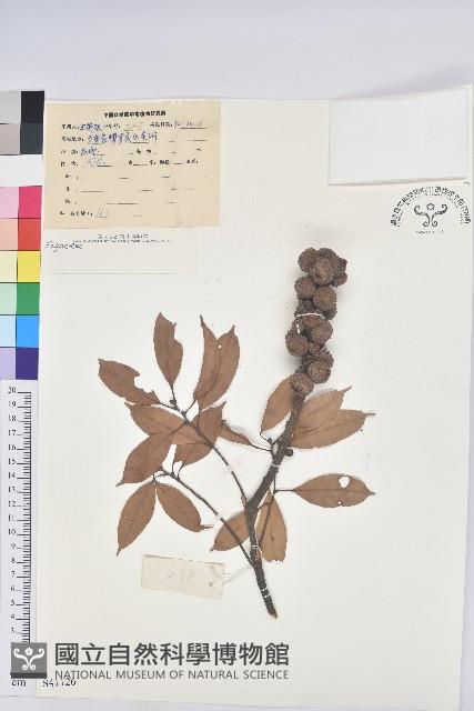 登錄號:S041126藏品圖，第1張