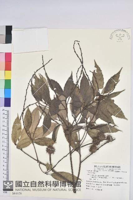 登錄號:S081126藏品圖，第1張