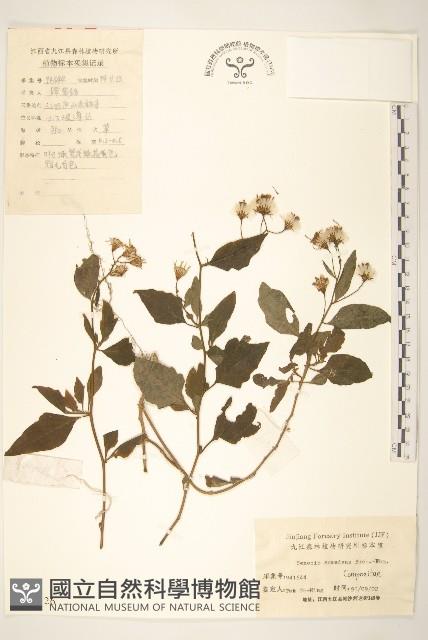 蔓黃菀藏品圖，第1張