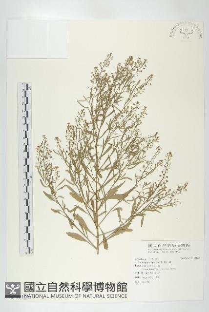 獨行菜藏品圖，第1張