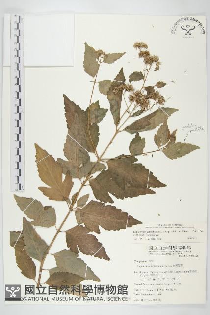 台灣澤蘭藏品圖，第1張