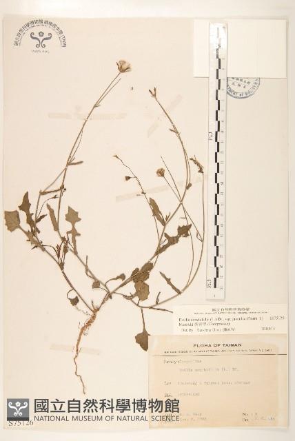 紫背草藏品圖，第1張