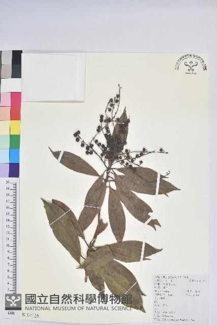 美麗馬醉木藏品圖，第1張