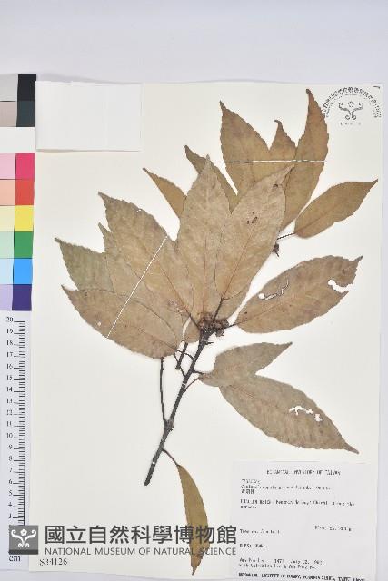 青剛櫟、鐵椆藏品圖，第1張