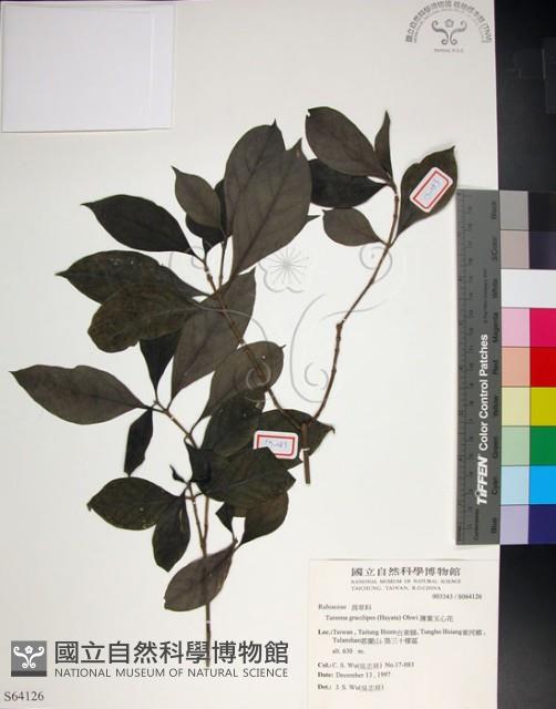 Thin-leaf Tarenna Collection Image