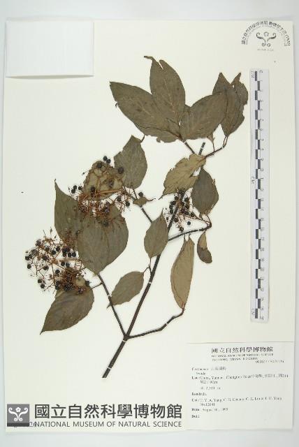 登錄號:S074126藏品圖，第1張