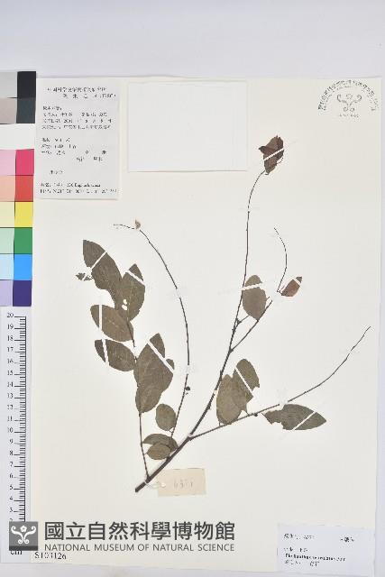 龍眼睛藏品圖，第1張