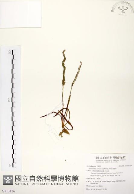 綬草藏品圖，第1張