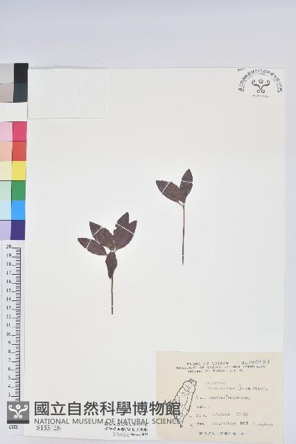 馬銀花藏品圖，第1張