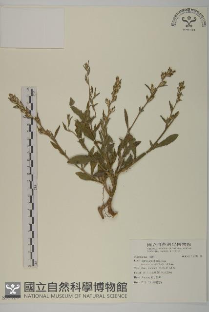 登錄號:S093126藏品圖，第1張