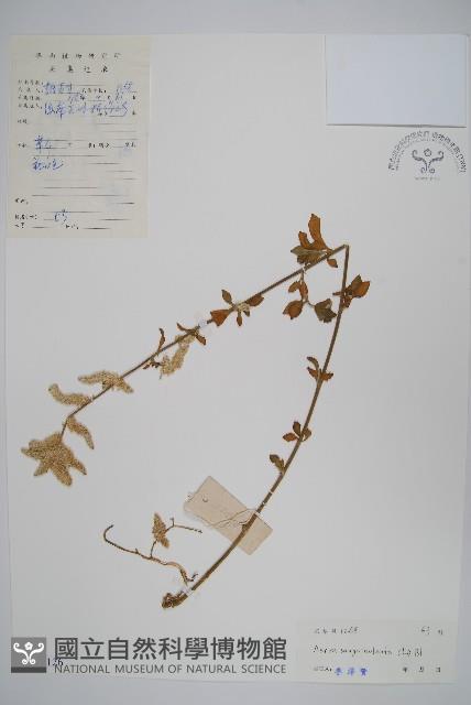 蔓雞冠、絹毛莧藏品圖，第1張