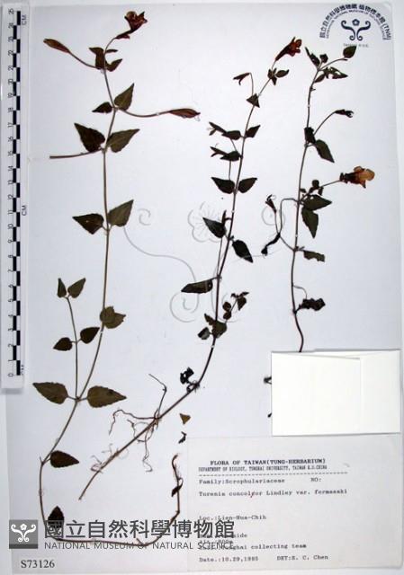 倒地蜈蚣、四角銅鑼藏品圖，第1張