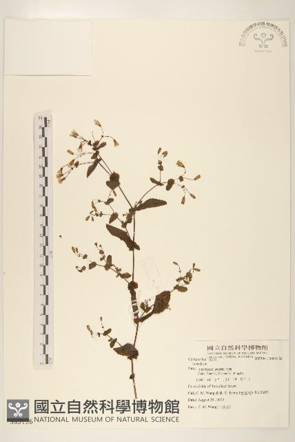 登錄號:S083126藏品圖，第1張