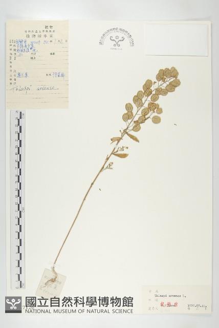 凹果菥蓂、遏藍菜藏品圖，第1張