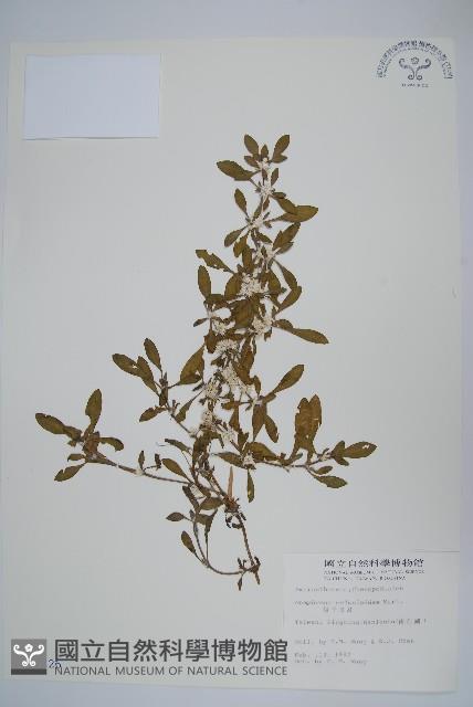 蓮子草藏品圖，第1張