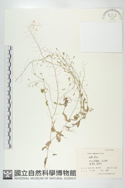 葶藶藏品圖，第1張