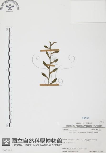 柚葉藤藏品圖，第1張