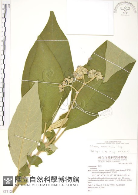 野煙樹藏品圖，第1張
