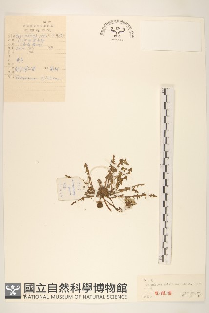 唐松草藏品圖，第1張