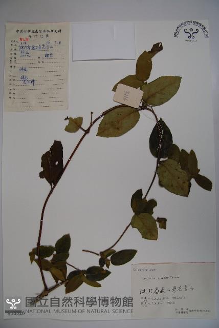 忍冬、金銀花藏品圖，第1張