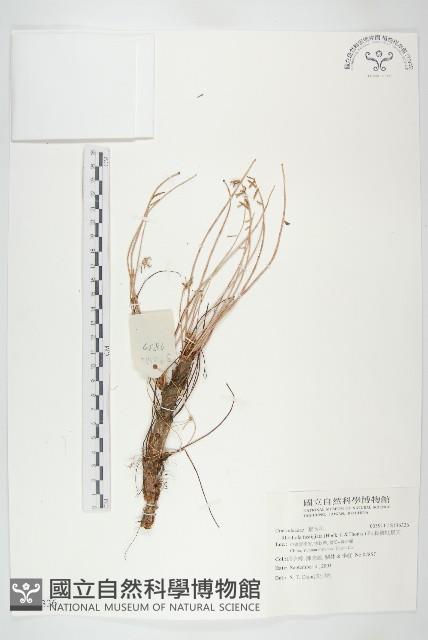 Accession Number:S136326 Collection Image, Figure 1, Total 2 Figures