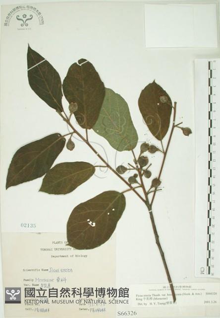 牛乳榕藏品圖，第1張