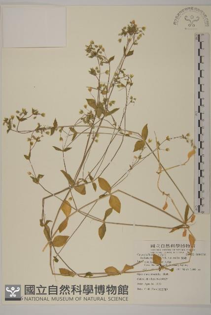 繁縷藏品圖，第1張