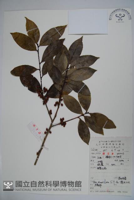 厚葉冬青藏品圖，第1張