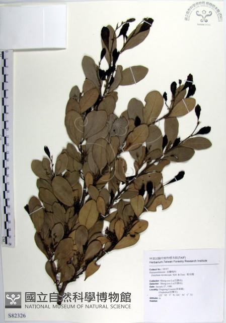 蚊母樹藏品圖，第1張