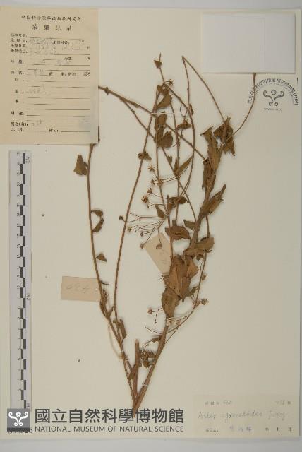 山白蘭藏品圖，第1張