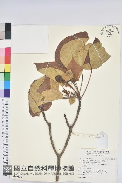 油桐藏品圖，第1張