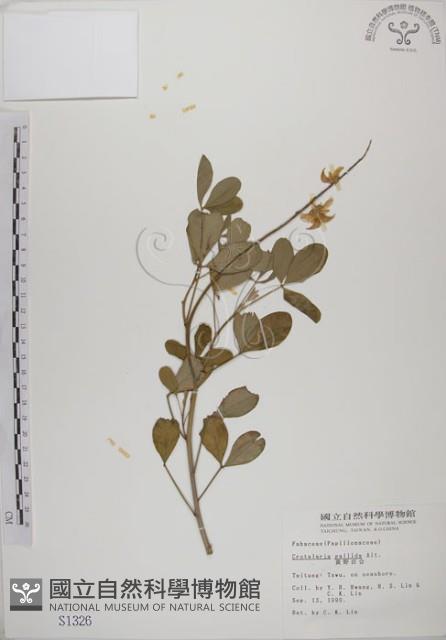 黃野百合藏品圖，第1張