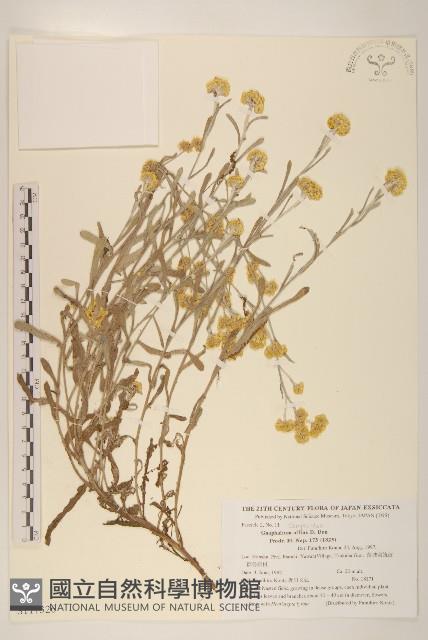 鼠麴草藏品圖，第1張