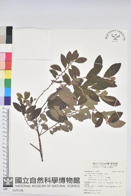 土密樹藏品圖，第1張