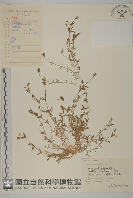 雀舌草藏品圖，第1張