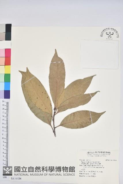 短尾葉石櫟、嶺南柯`東南石櫟藏品圖，第1張