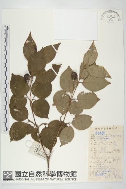 四照花藏品圖，第1張