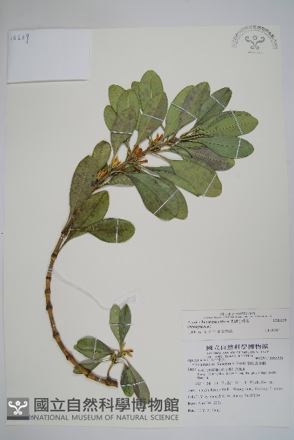 蘭嶼念珠藤藏品圖，第1張