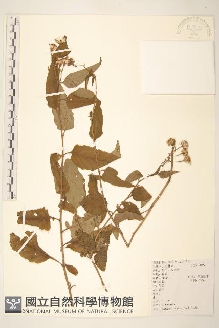 蔓黃菀藏品圖，第1張