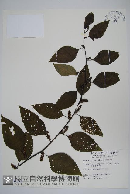 多子漿果莧藏品圖，第1張