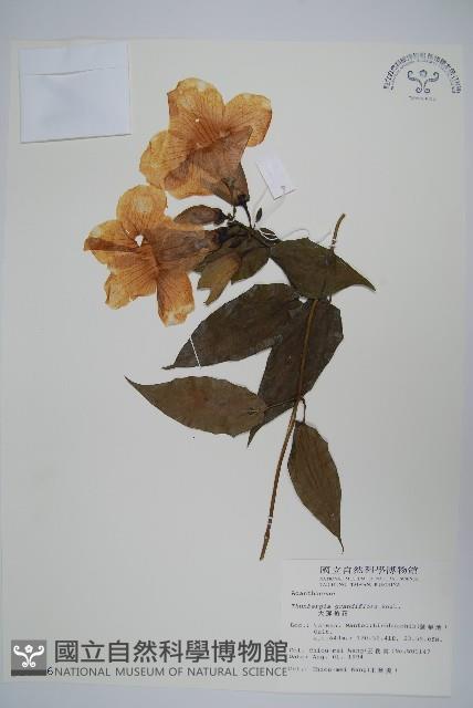 大鄧伯花藏品圖，第1張