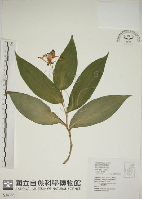 臺灣油點草藏品圖，第1張
