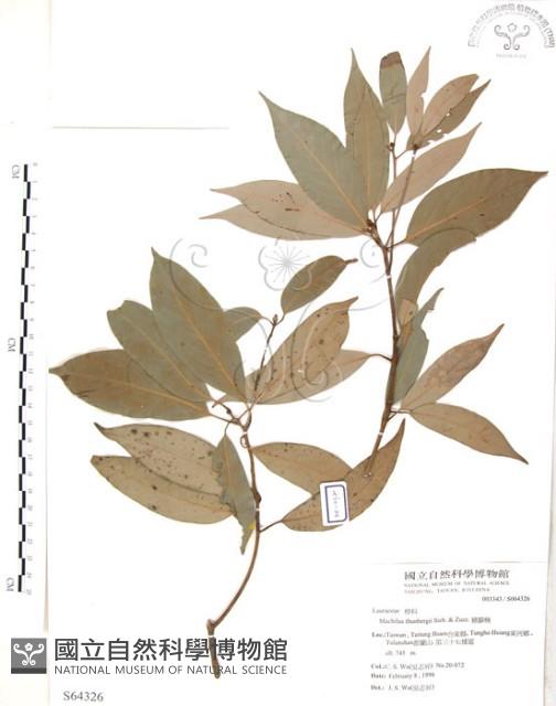 豬腳楠藏品圖，第1張